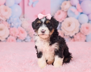 Lora Mini Bernedoodle